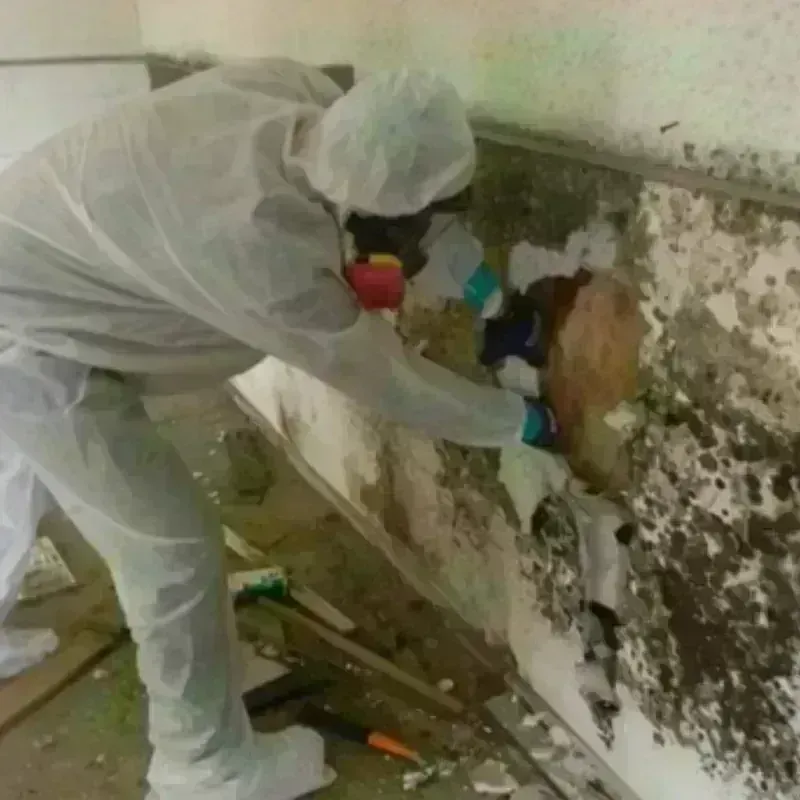 Mold Remediation and Removal in Waupaca, WI